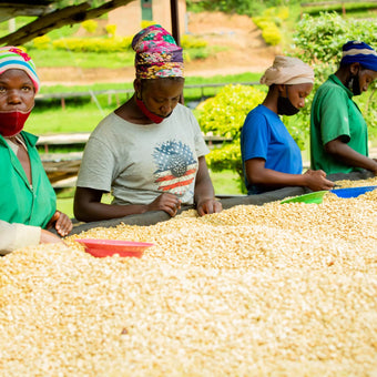cafe en grains du rwanda