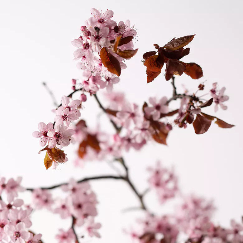 Printemps éternel